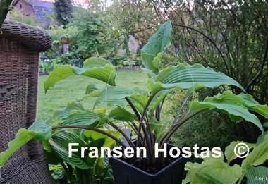 Hosta Chris' Black Ruffles